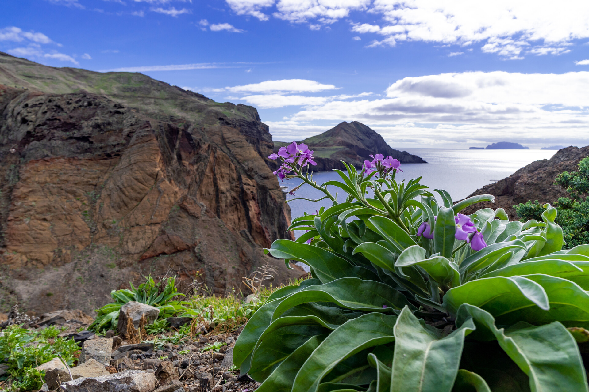 Madeira bloemen kleiner